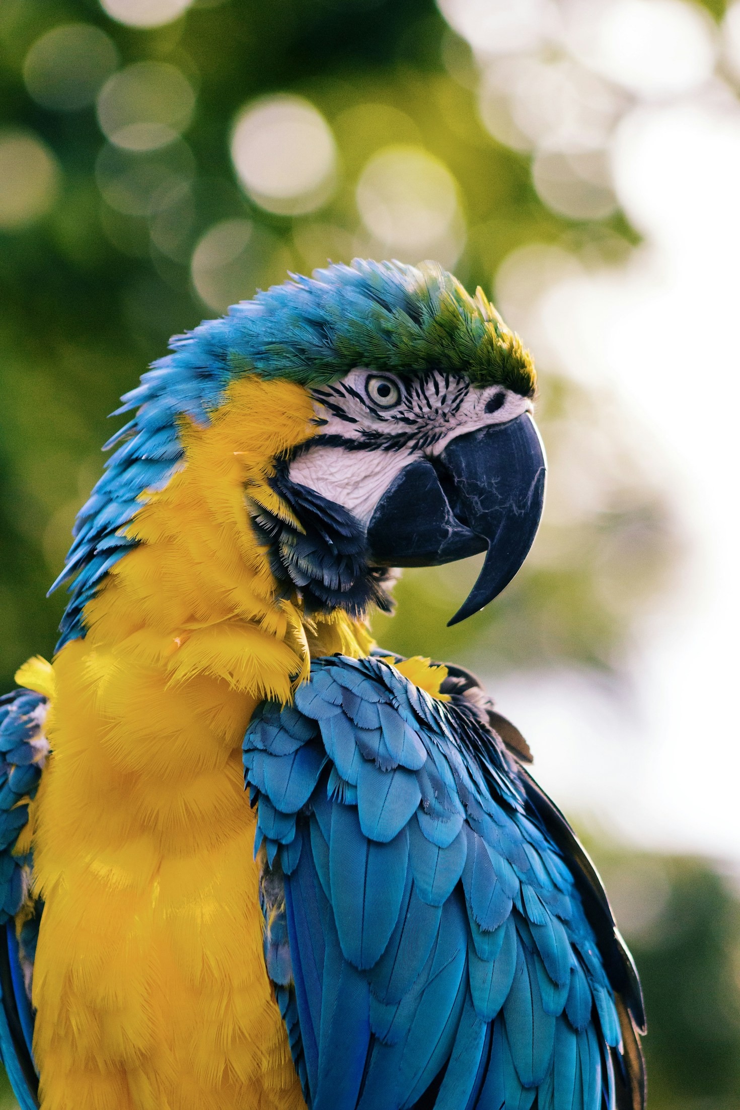 Top 10 Birds Found in the Emirates