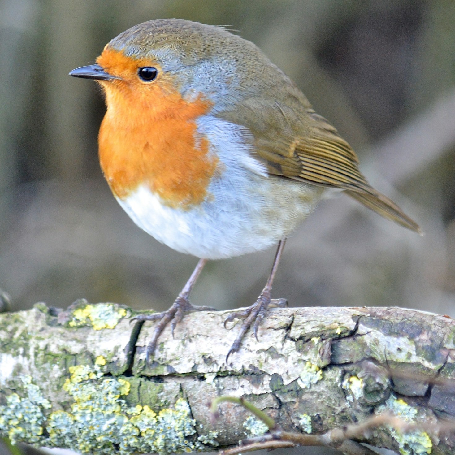 The Role of Birds in Emirati Ecosystems
