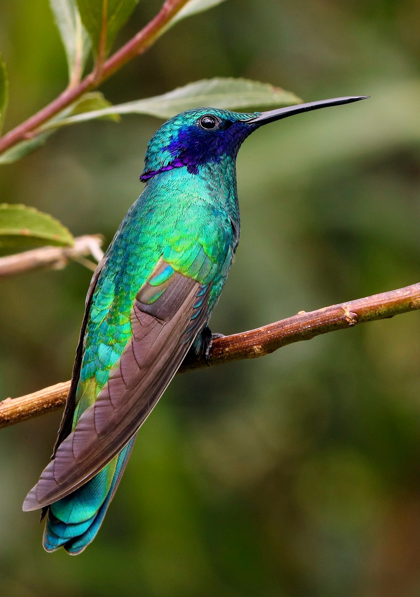 Rare Bird Species in the Emirates