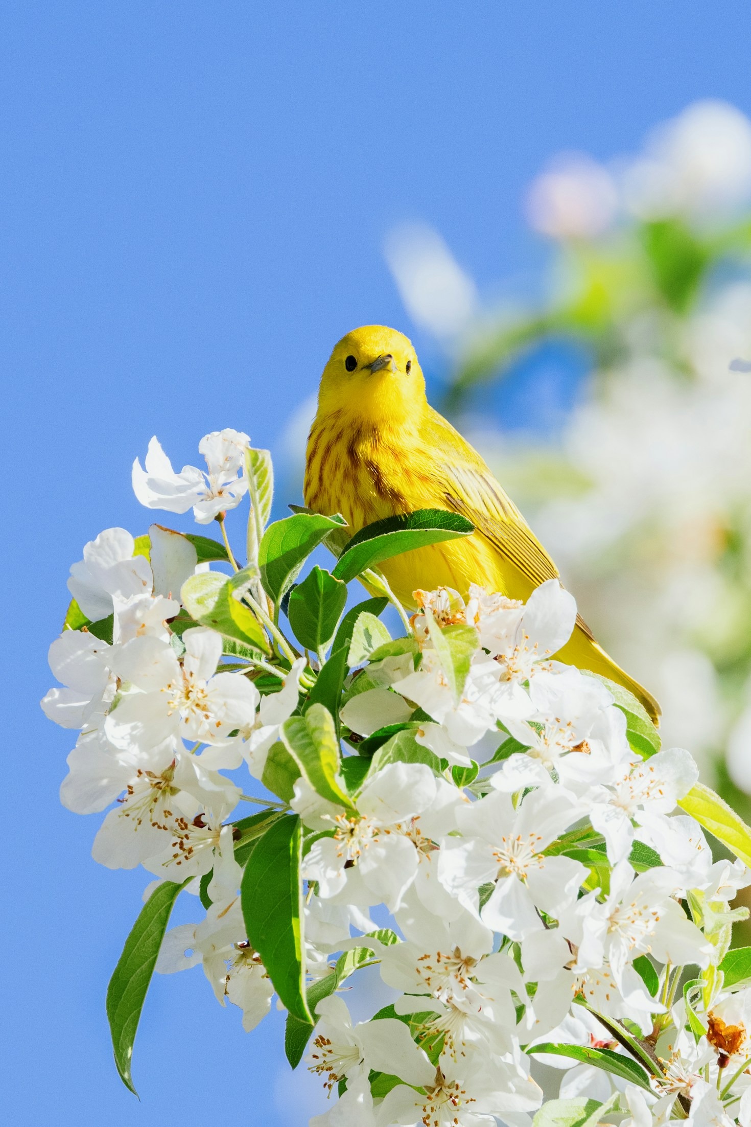 A Photographer’s Guide to Birdlife in the UAE