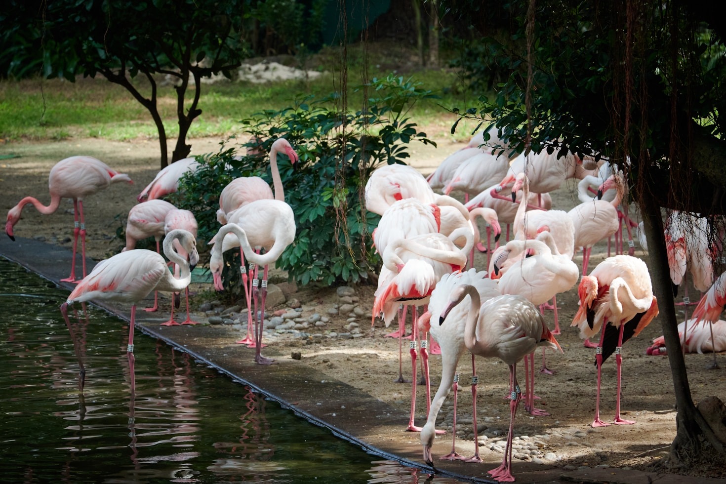 Seasonal Changes in Emirati Bird Populations