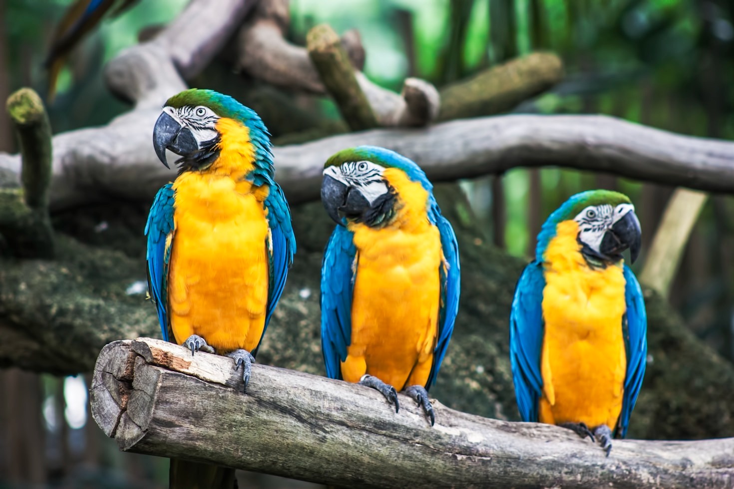 Preserving the Bird Diversity in the Emirates