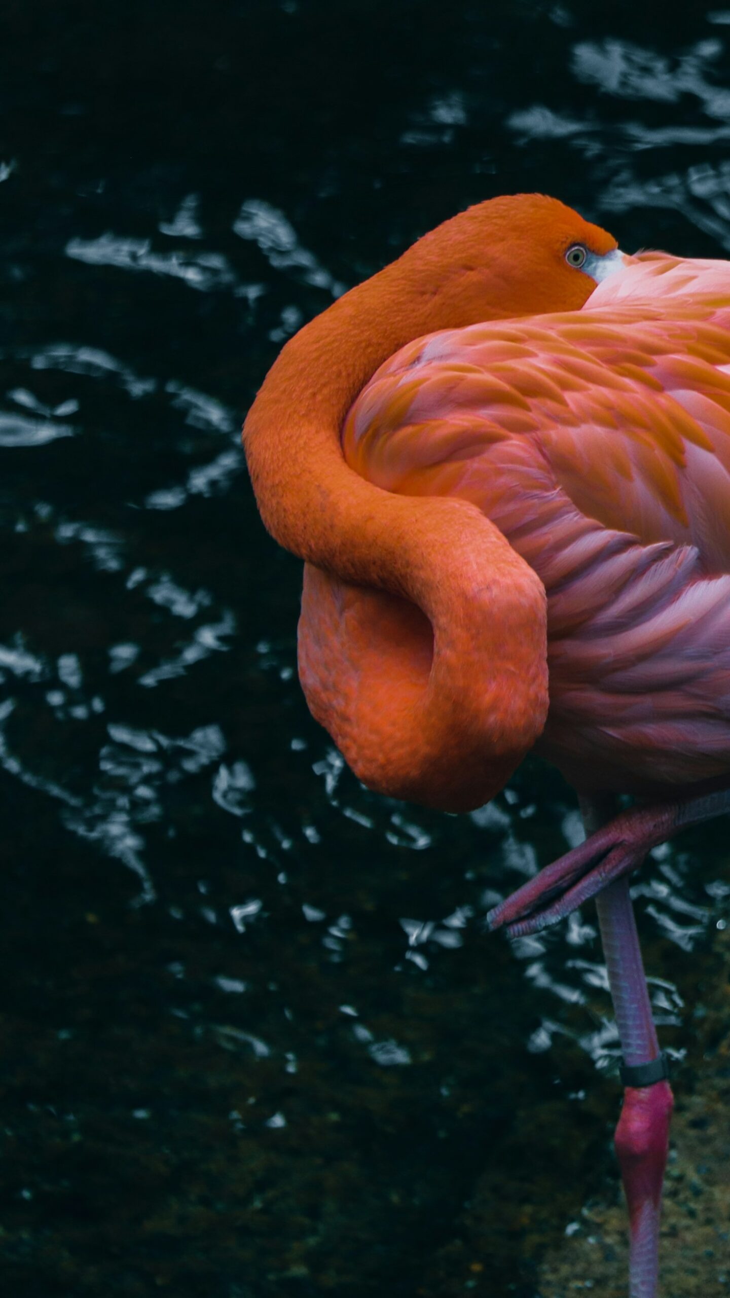 The Cultural Significance of Birds in the UAE